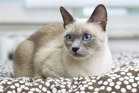 Blue Point Siamese Cat: Facts, Traits & More (With Pictures)