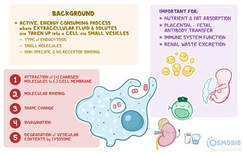 Pinocytosis: What Is It, How It Occurs, and More | Osmosis