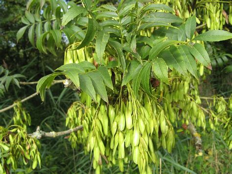 Ash Tree Seed Pods | Along the Kennet and Avon Canal near Th… | Flickr