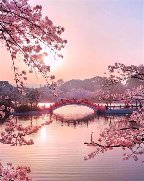 Cherry Blossom Wallpaper - EnWallpaper