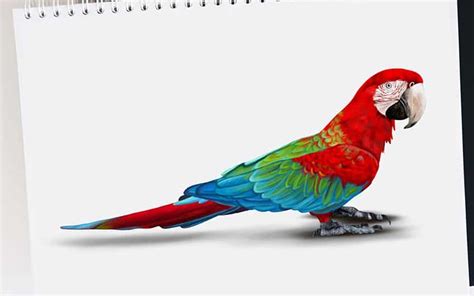 Realistic Parrot Drawing