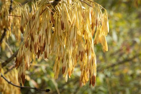 Yellow tree seeds close up stock photo. Image of australian - 195955782