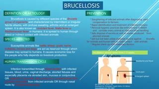 Brucellosis.pptx