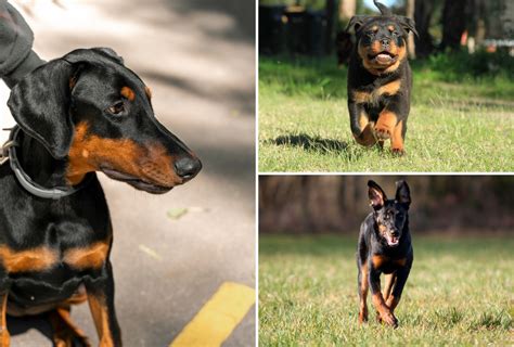 Doberman Vs Rottweiler Fight