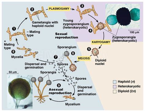 Life Cycle Of Rhizopus Stolonifer