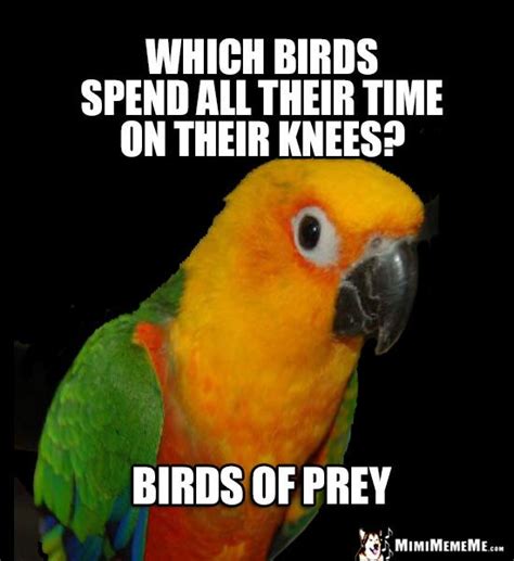 Curious Parrot Wants to Know: Which birds spend all their time on their ...