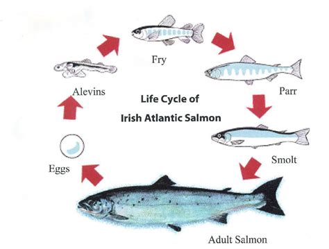 Salmon Life Cycle Stages - Good Life Chiropractic