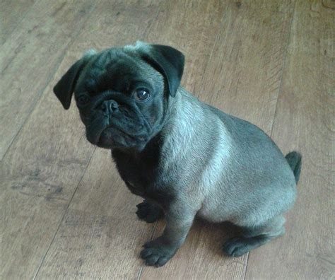 Cute Silver Pug Puppy | Cute pugs, Pugs and kisses, Pugs