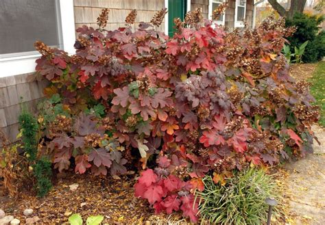 Oakleaf Hydrangea Qt. Pot Old Fashion Oakleaf - Etsy