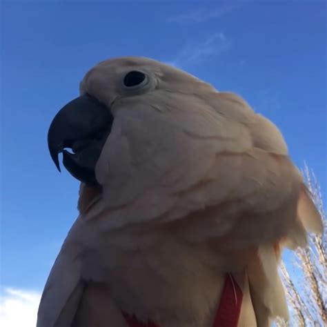 Intelligent cockatoo says the funniest things while on a playdate – Pet ...