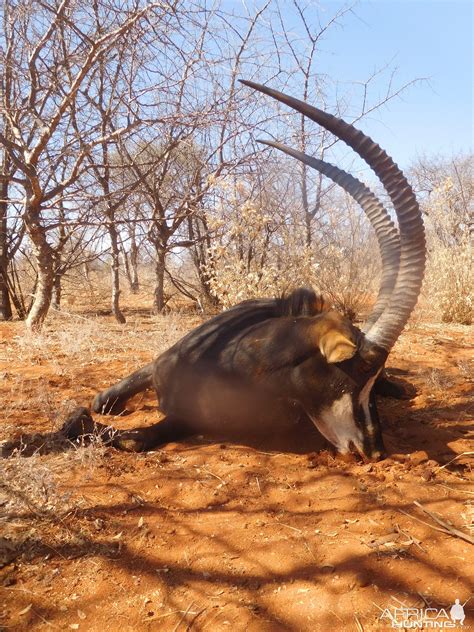 Hunting Sable in South Africa | AfricaHunting.com