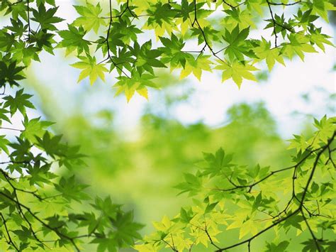 Green Leaves Wallpapers - Wallpaper Cave