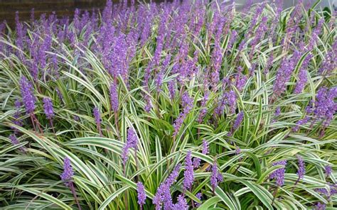 Variegated Liriope - Monkey Grass / Lilyturf