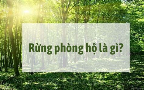 Rừng phòng hộ là gì? Rừng phòng hộ có chức năng gì?