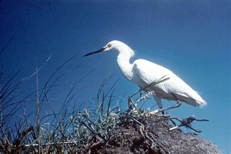 Free picture: snowy, egret, nesting, ground