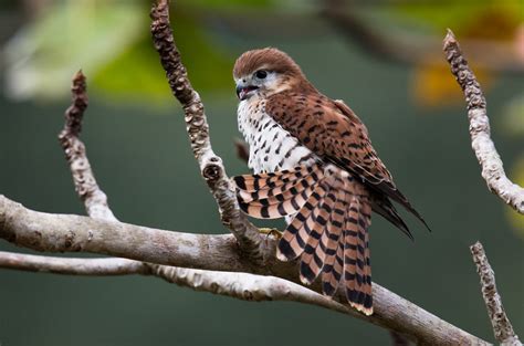 Most Spectacular Raptor Recovery Program in the World by Mark Williams ...