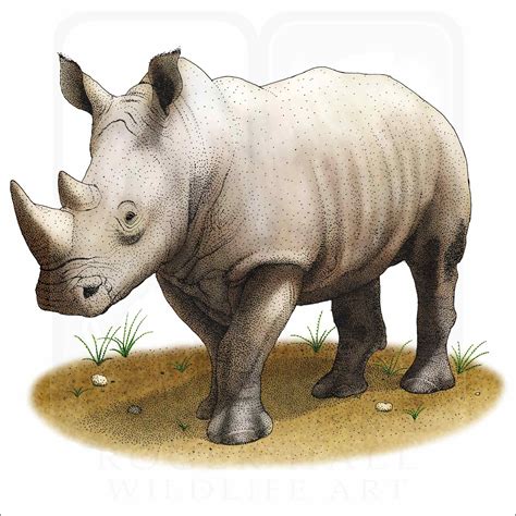 White Rhinoceros - Signed Fine Art Print