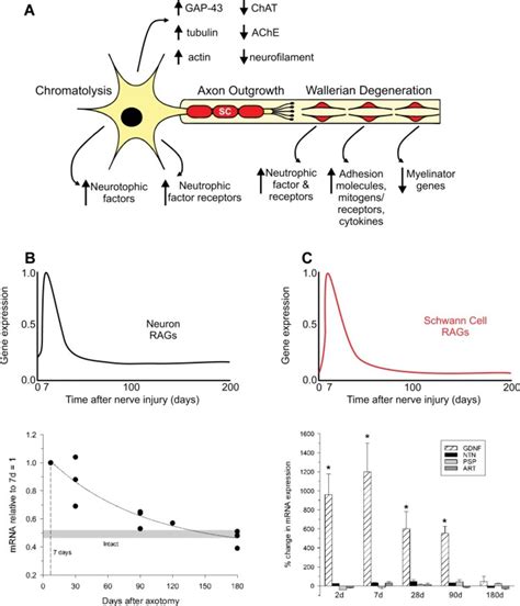 Neurobiology of Peripheral Nerve Injury, Regeneration, and Functional ...