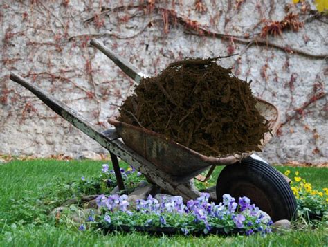 Is there a perfect type of mulch for a dog?