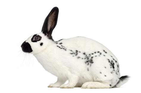 English Spot Rabbit Breed Information and Pictures - PetGuide.com ...