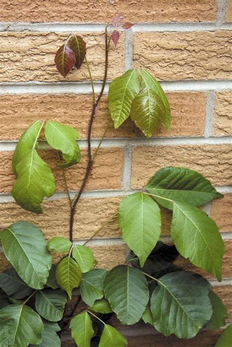 Is poison ivy contagious? - Harvard Health