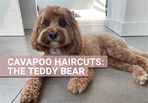 Cavapoo Haircuts to take to the groomers | Best Cavapoo looks