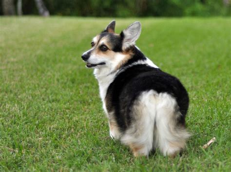 Pembroke Welsh Corgi Dog Breed » Info, Pics, & More