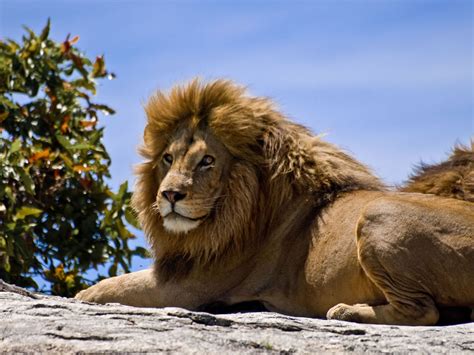 World Beautifull Places: Migrating animals in the Serengeti park Tanzania