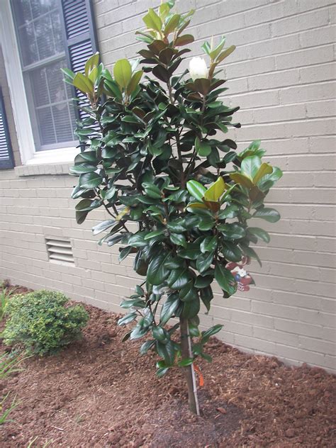 Dwarf Evergreen Magnolia Trees - Mbi Garden Plant