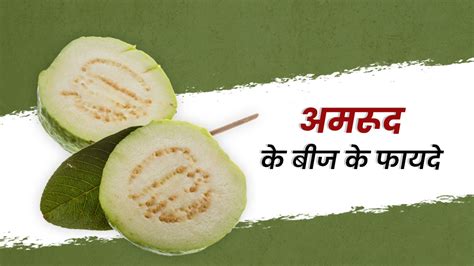 Guava Seed Benefits: औषधीय गुणों का खजाना हैं अमरूद के बीज, कई समस्याओं ...