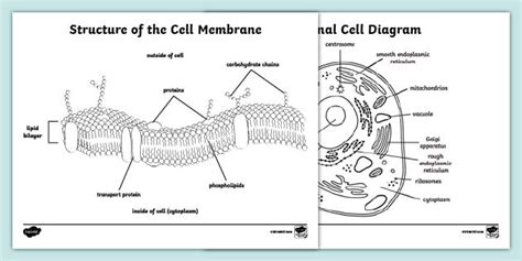 53+ cell membrane coloring activity worksheet answer key - MarlynneAser