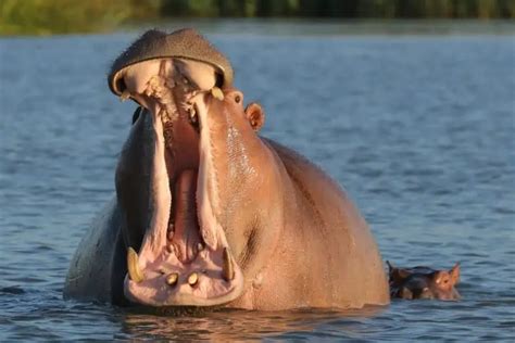 Hippo Bite Force: How Strong Is a Hippos Jaw? [STRENGTH]