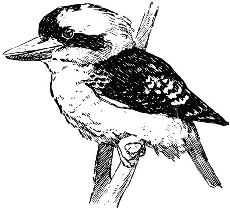 Kookaburra Clip Art Black And White Sketch Coloring Page 26432 | The ...