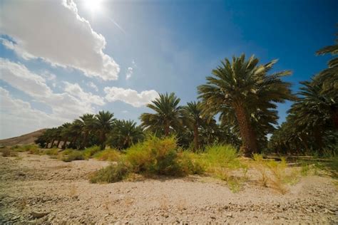 Premium Photo | Date palms in an african oasis