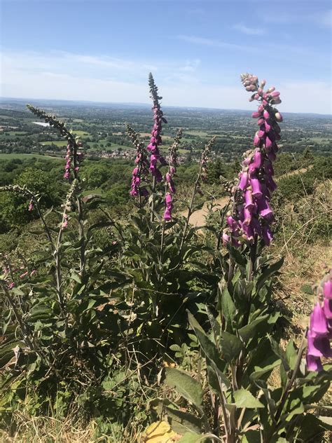 Buy Wild Foxglove Seeds Online | Foxglove Seeds Online | Jubilee Seeds ...