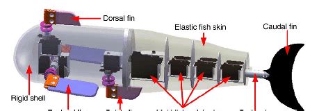 A conceptual design of the robotic fish | Download Scientific Diagram