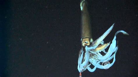 Scientists film giant squid in its natural habitat - YouTube