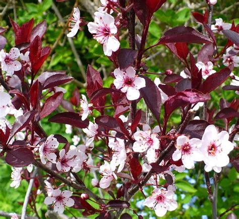 Photo of the bloom of purple leaf sand cherry prunus x cistena – Artofit