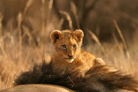 Black-maned African lion stock photo. Image of nature, intense - 896040