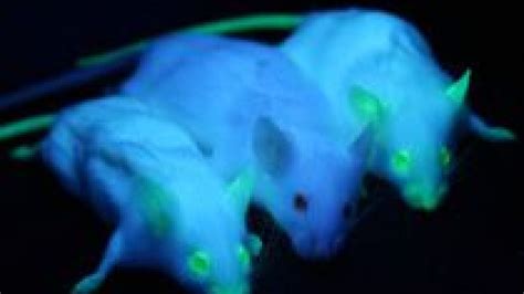 Cancers 'glow' in mice :: Understanding Animal Research