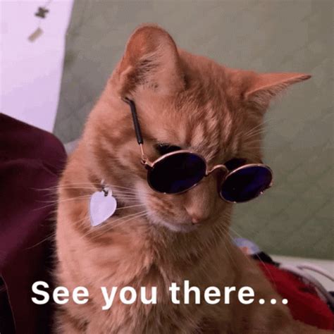 See You There Orange GIF - SeeYouThere Orange Cat - Discover & Share GIFs