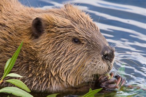 Wetland Mammals – Beavers