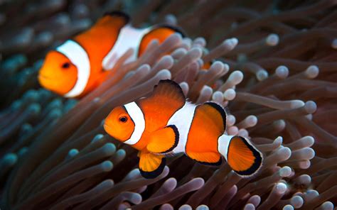 Clown Fish Wallpapers | PixelsTalk.Net