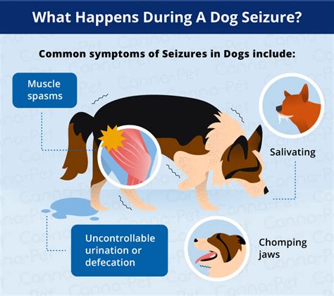 What Are The Signs Of A Dog Having A Seizure