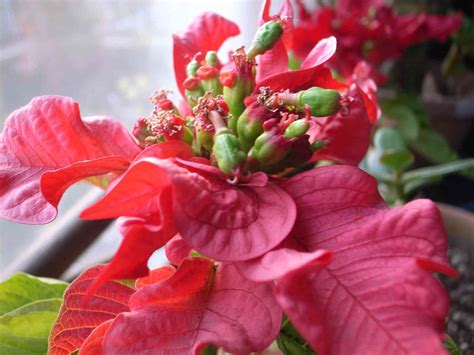 7 Best Homemade Fertilizer for Poinsettias that You Should Use ...