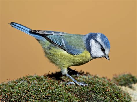 Eurasian Blue Tit - eBird