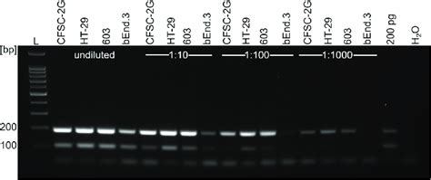 Level of mycoplasma contamination of four infected cell lines by PCR ...