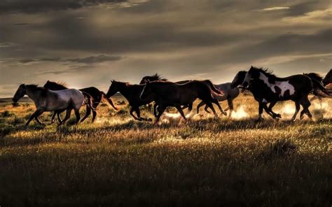 Horse Herds Wallpapers - Wallpaper Cave