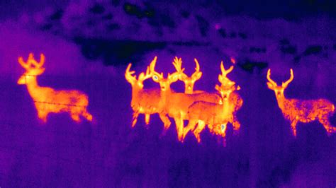 Wolf Army Military - Thermal Scope Vs Night Vision - For example, if ...