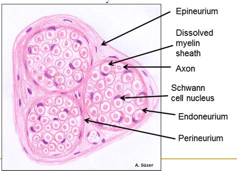 Nervous Tissue